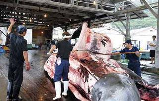 国产牛肉屠宰现场视频,透明化流程见证品质保障